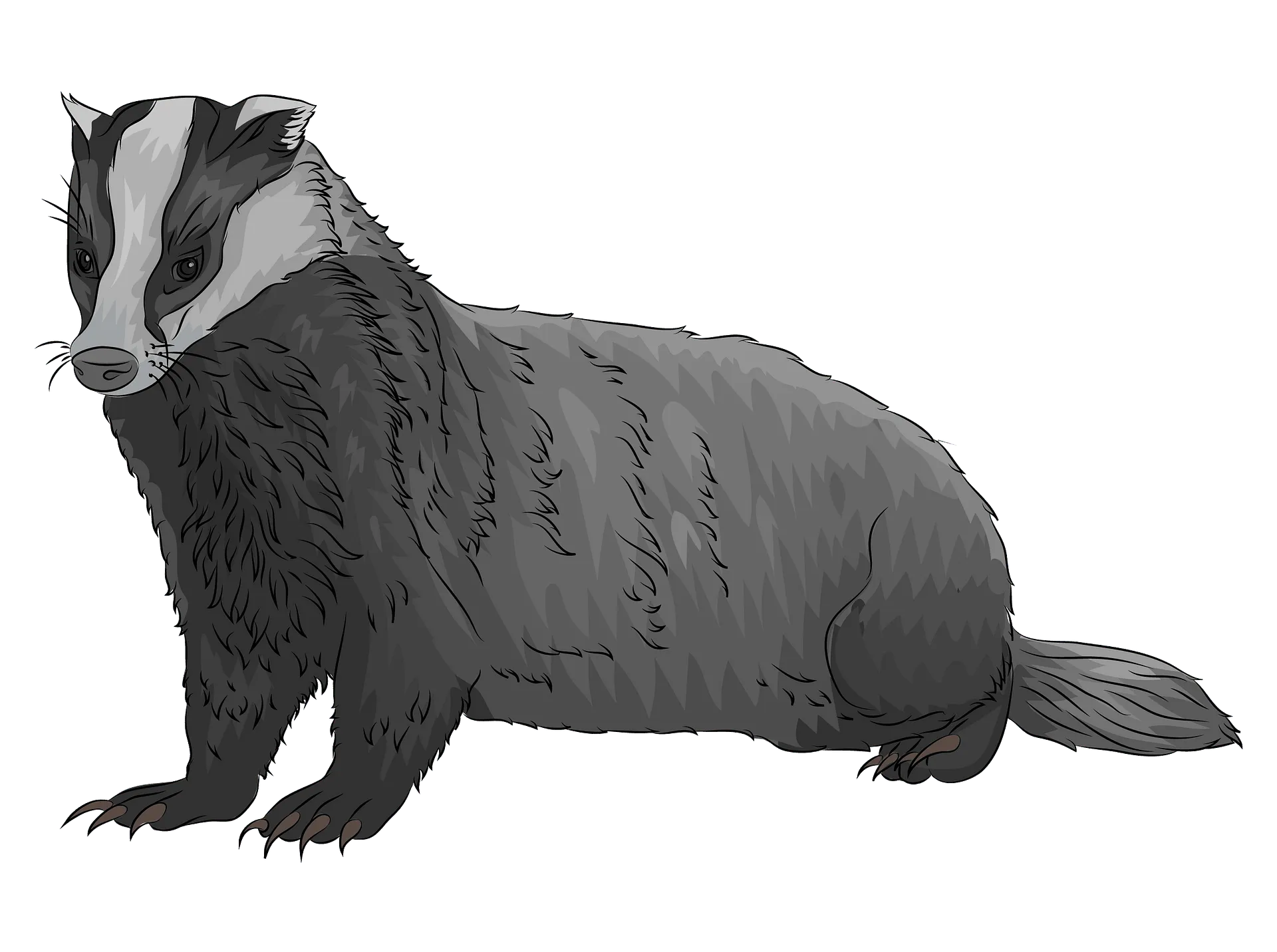 Badger night scene, moonlight glow, mysterious animal PNG